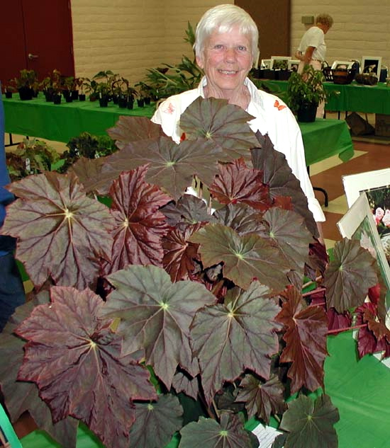 B. ‘Plum’